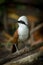 Close up portrait of White-crested Laughingthrush