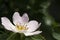 A close up portrait of a white farmers jasmin flower with the pestils visible