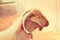Close-up Portrait of a White Goat with Big Horns and a Beard,DUBAI-UAE.21 JULY 2017