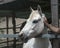 Close-up portrait of a white horse standing in a stall. Muzzle of a horse looking at left side. Man`s hand stroking an animal