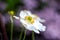 A close up portrait of a white japanese anemone flower, also known as a windflower, part of the ranunculaceae family. The core is