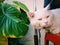 Close-up portrait of a white kitten with big yellow eyes with cat neck strap.Portrait of a fat tabby cat with white furs with leas