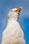 Close-up portrait of white Seagull showing tongue. The Larus Argentatus or the European herring gull, seagull is a large gull up