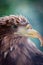 Close-up portrait of a white-tailed eagle (Haliaeetus albicilla)