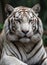 Close up portrait of white tiger