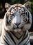 Close up portrait of white tiger