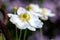 A close up portrait of a white windflower, also known as a japanese anemone flower, part of the ranunculaceae family. The core is