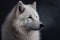 Close-up portrait of White wolf, Canis lupus arctos, also known as arctic wolf or polar wolf - Generative AI