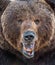 The close up portrait of wild adult male brown bear