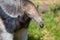 Close up portrait of wild anteater Myrmecophagidae