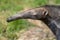 Close up portrait of wild anteater Myrmecophagidae