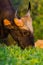 Close up portrait of Wild Gaur