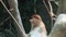 Close up portrait of Wild Proboscis monkey or Nasalis larvatus.