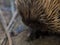 Close up portrait wild short-beaked echidna with dirty muzzle.Tachyglossus aculeatus walking in the eucalyptus forest