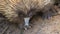 Close up portrait wild short-beaked echidna with dirty muzzle.Tachyglossus aculeatus walking in the eucalyptus forest