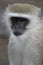 Close-up portrait of a wild Vervet Monkey Chlorocebus pygerythrus in Victoria Falls Zambia