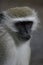 Close-up portrait of a wild Vervet Monkey Chlorocebus pygerythrus in Victoria Falls Zambia