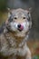 Close up portrait wolf in autumn forest background