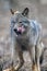 Close up portrait wolf in winter forest background