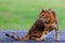 Close-up portrait of wonderful Bengal cat in natural environment.