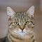 Close-up portrait of wonderful tabby cat.