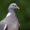 A close-up portrait of a Woodpigeon (Columba palumbus).