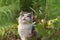 Close up portrait of yawning cat in the garden. Cute cat yawns with open mouth outdoors at sunset