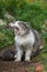 Close up portrait of yawning cat in the garden. Cute cat yawns with open mouth outdoors at sunset