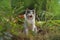 Close up portrait of yawning cat in the garden. Cute cat yawns with open mouth outdoors at sunset