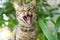 Close up portrait of yawning striped cat on green grass background. non-pedigree cats