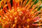 Close-up portrait of yellow African Protea flower