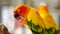 Close up portrait of yellow colorful parrot sit on tree