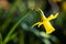 A close up portrait of a yellow daffodil springtime flower in a grass lawn of a garden standing in direct sunlight during the