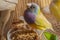 A close-up portrait of a yellow Gouldian Finch with a gray head and purple breasts.