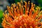 Close-up portrait of yellow Leucospermum cordifolium