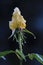 Close-up portrait of yellow rose with lots of drops of water in strong backlight.