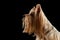 Close up Portrait of Yorkshire Terrier Dog, Profile view, isolated