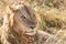 Close up portrait of young adult male lion with tall grass around his backlit head