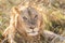 Close up portrait of young adult male lion with tall grass around his backlit head