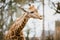Close-up, portrait of a young African African giraffe newly spotted in cloudy weather, cold season