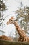 Close-up, portrait of a young African African giraffe newly spotted in cloudy weather, cold season