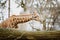 Close-up, portrait of a young African African giraffe newly spotted in cloudy weather, cold season