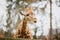 Close-up, portrait of a young African African giraffe newly spotted in cloudy weather, cold season