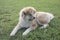 Close-up portrait of young of akita inu dog.