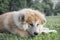 Close up portrait of young akita inu dog.