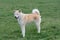 Close-up portrait of young of akita inu dog.