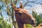 Close up portrait of young aristocratic reddish Akhal-Teke horse