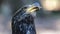 Close up portrait of a young bald eagle with an injured jaw