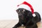 close up portrait of a young beautiful black labrador dog wearing modern sunglasses and a santa hat. white background. Christmas