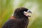 Close-up Portrait of young bird of prey Strieted caracara, Phalcoboenus australis. Caracara sitting in grass in Falkland Islands,